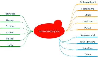 Application of Yarrowia lipolytica in fermented beverages